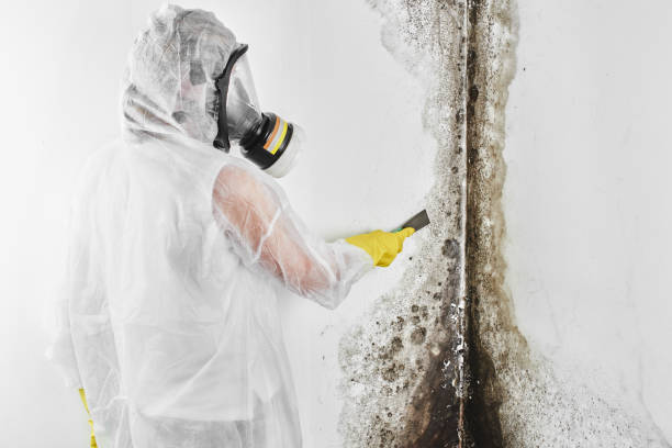 Professional Mold Remediation in Ancient Oaks, PA