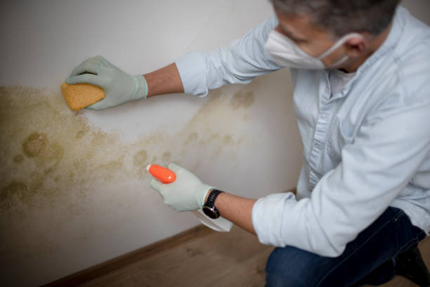 Best Black Mold Remediation in Ancient Oaks, PA
