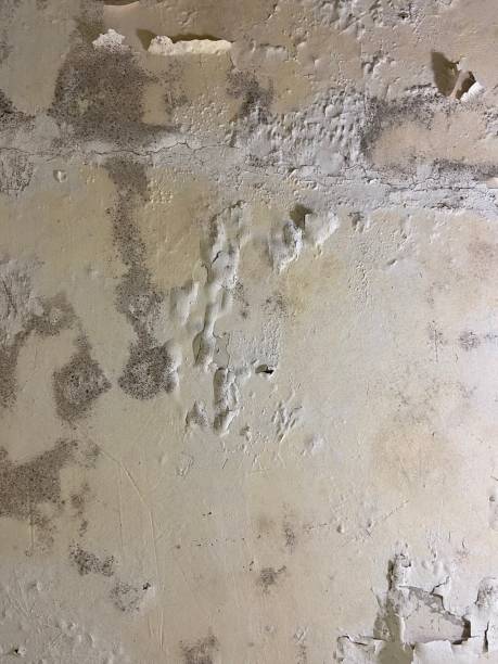Best Basement Mold Remediation in Ancient Oaks, PA